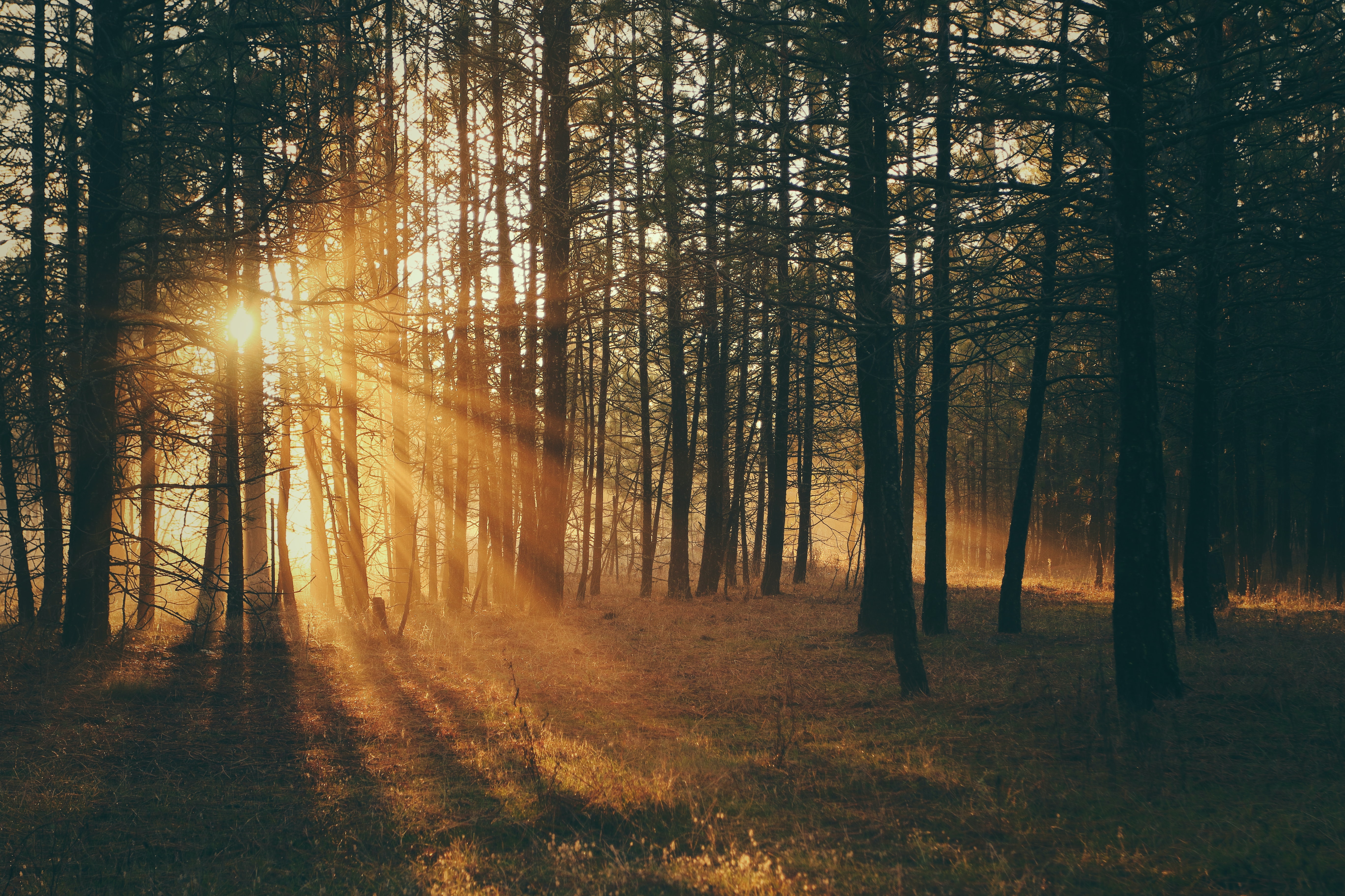 Sunrise in a wood