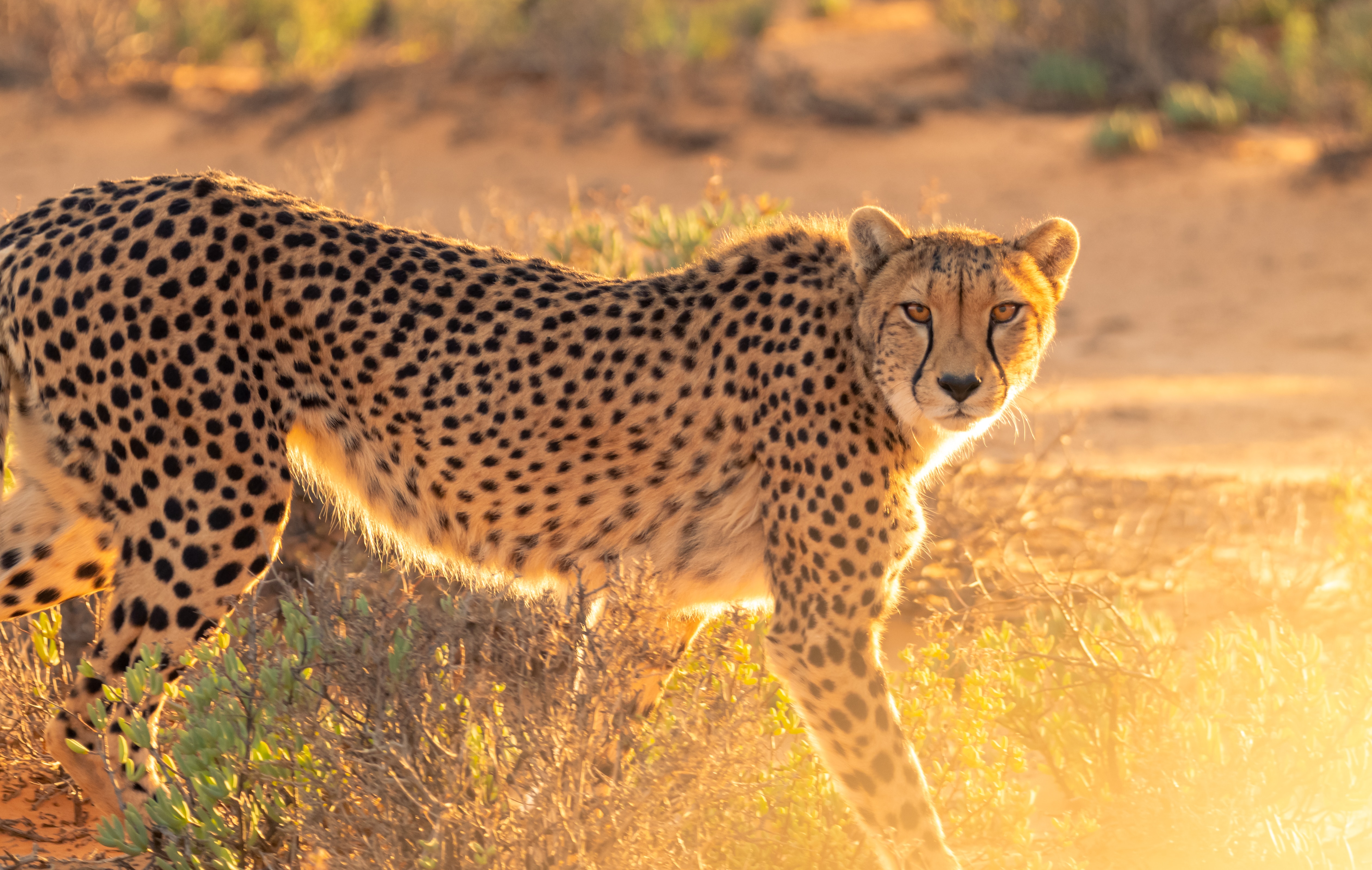 A Cheetah